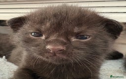 American Shorthair cats for sale: Kittens for sale boys and girls. - Image 20