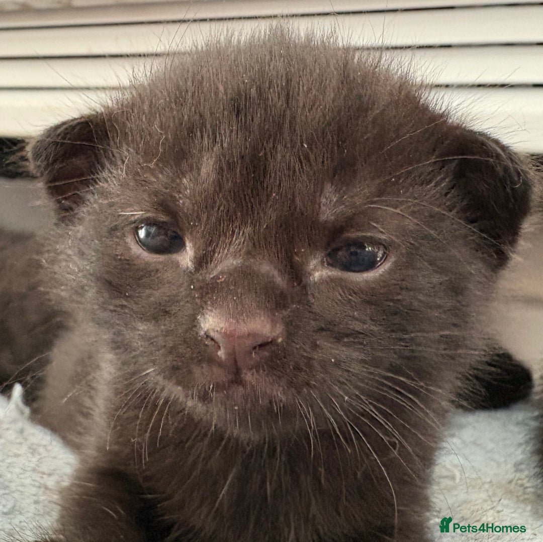 American Shorthair cats for sale: Kittens for sale boys and girls. - Image 20