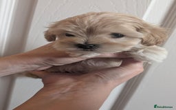 Maltipoo dogs for sale: Petite Maltipoos fully genetic health tested  - Image 19