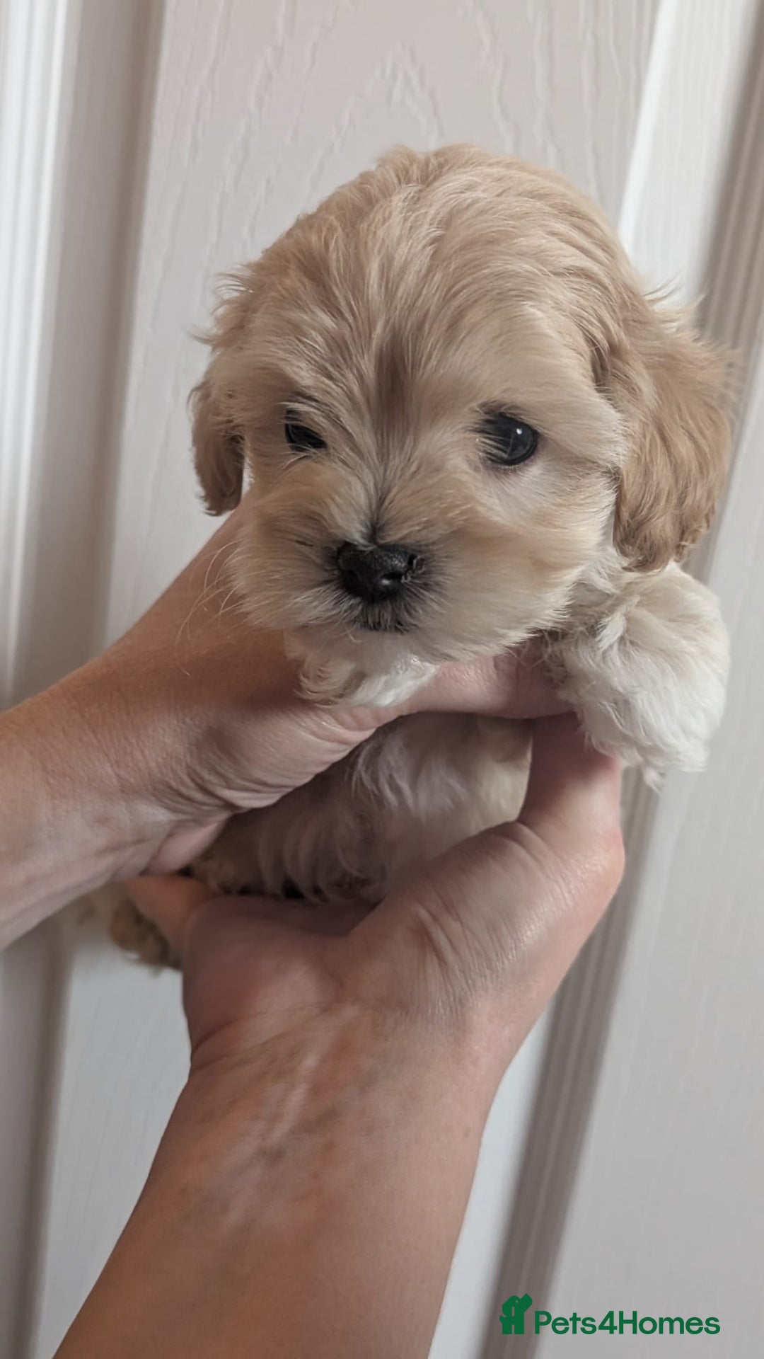 Maltipoo dogs for sale: Petite Maltipoos fully genetic health tested  - Image 19