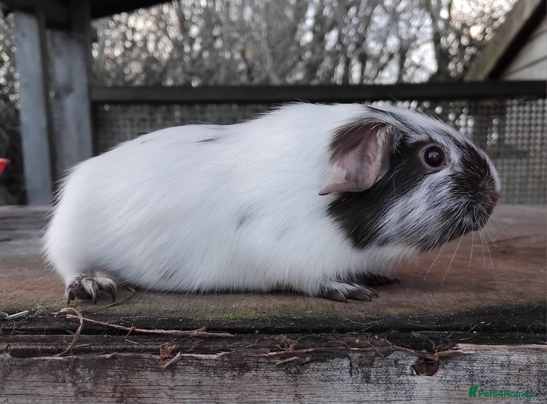Guinea Pig rodents for sale: Swiss, Dalmation, Self Chocolate Boys and Girls - Advert 29