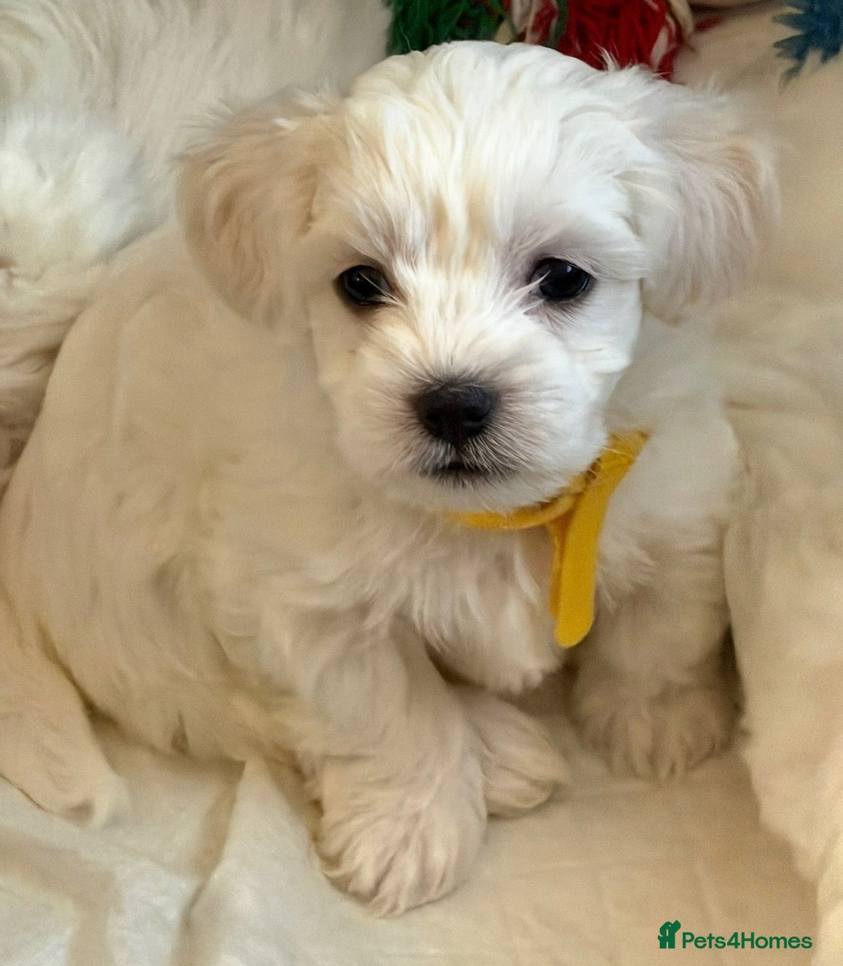 Maltese dogs for sale: KC registered Maltese boy  - Advert 1