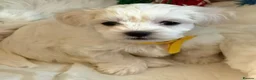 Maltese dogs for sale: KC registered Maltese boy  - Advert 1