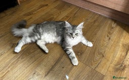 Maine Coon cats for sale: Beautiful Mainecoon kittens - Image 4