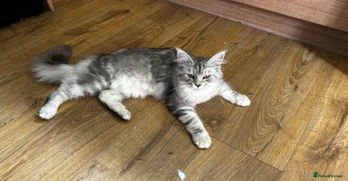 Maine Coon cats - Advert 11