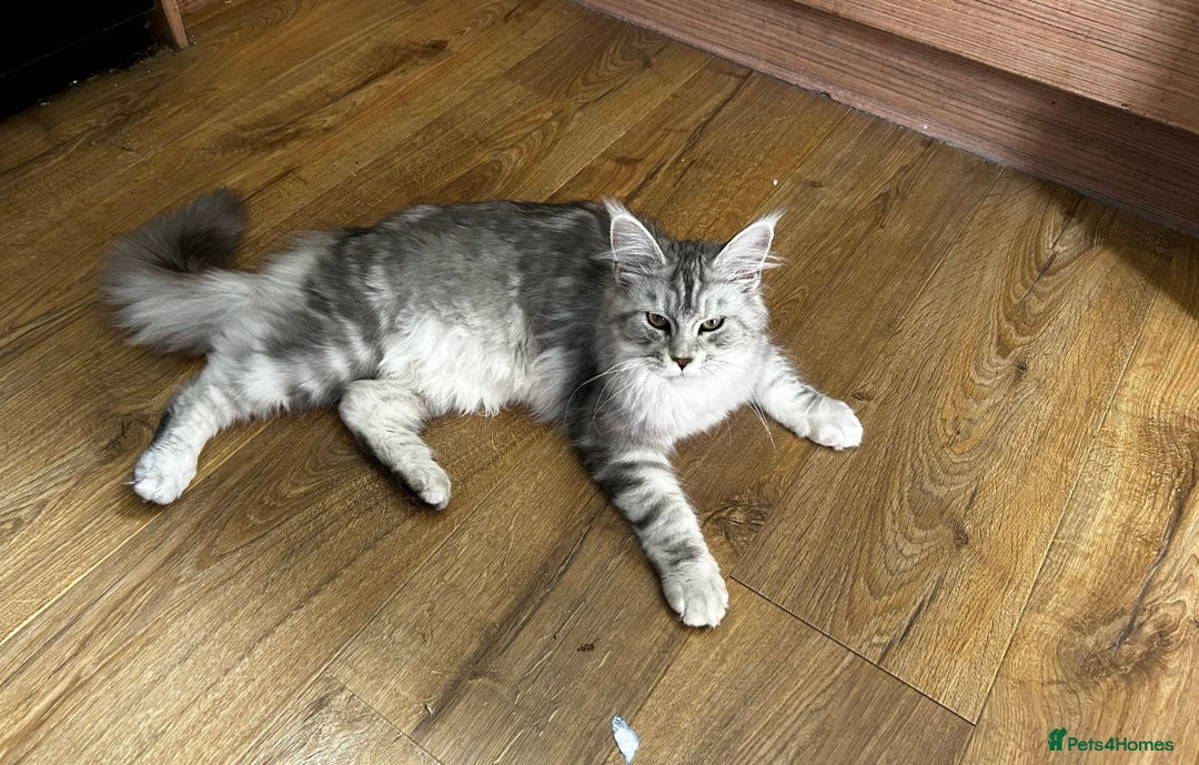 Maine Coon cats for sale: Beautiful Mainecoon kittens - Image 4