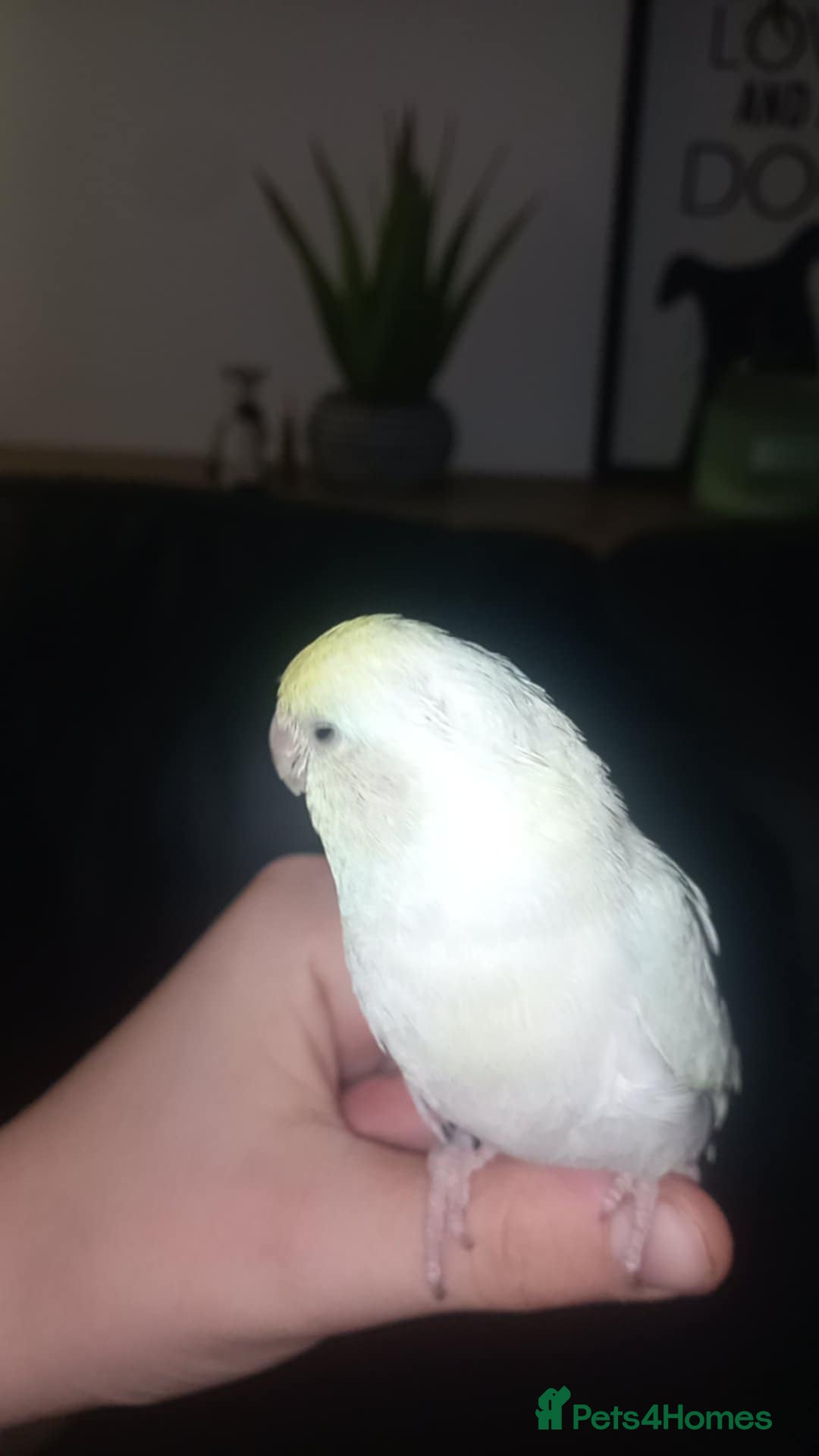 Parrots birds for sale: 8 week old hand reared baby parrotlets - Advert 4