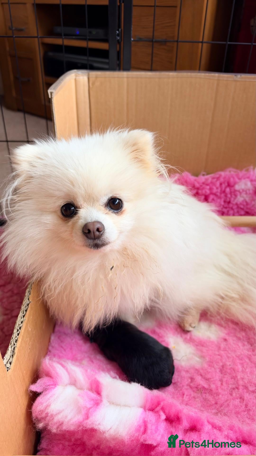 Pomeranian dogs Black Pomeranian Puppy - Advert 6