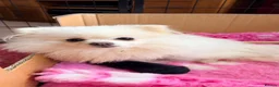 Pomeranian dogs for sale: Black Pomeranian Puppy - Advert 1