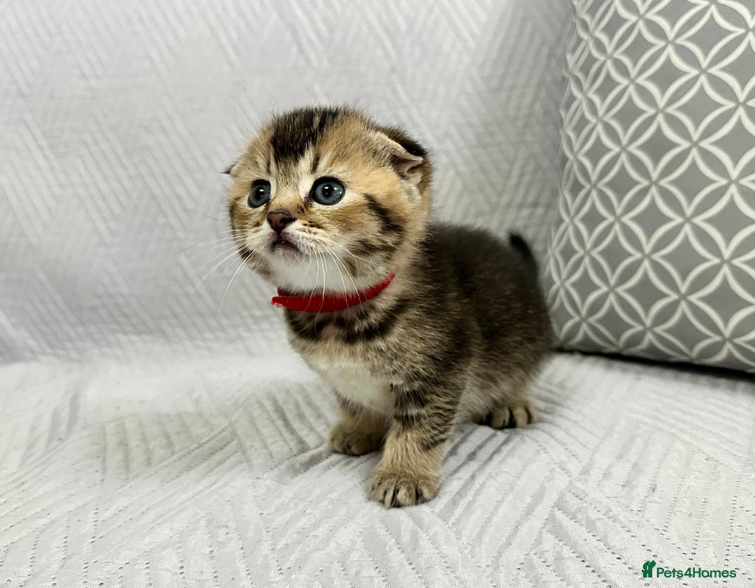 Scottish Fold cats for sale: Scottish Fold Kittens ( only 2 left ) - Image 10
