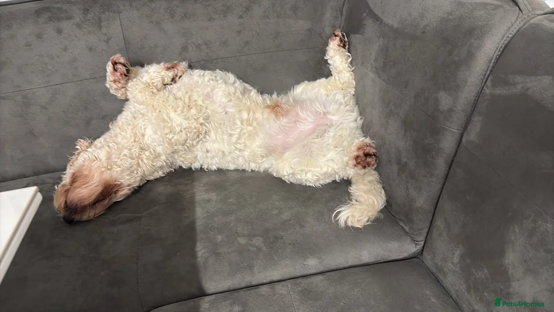 Cockapoo dogs for sale: Cockapoo, Seeking a adult only home  - Advert 5