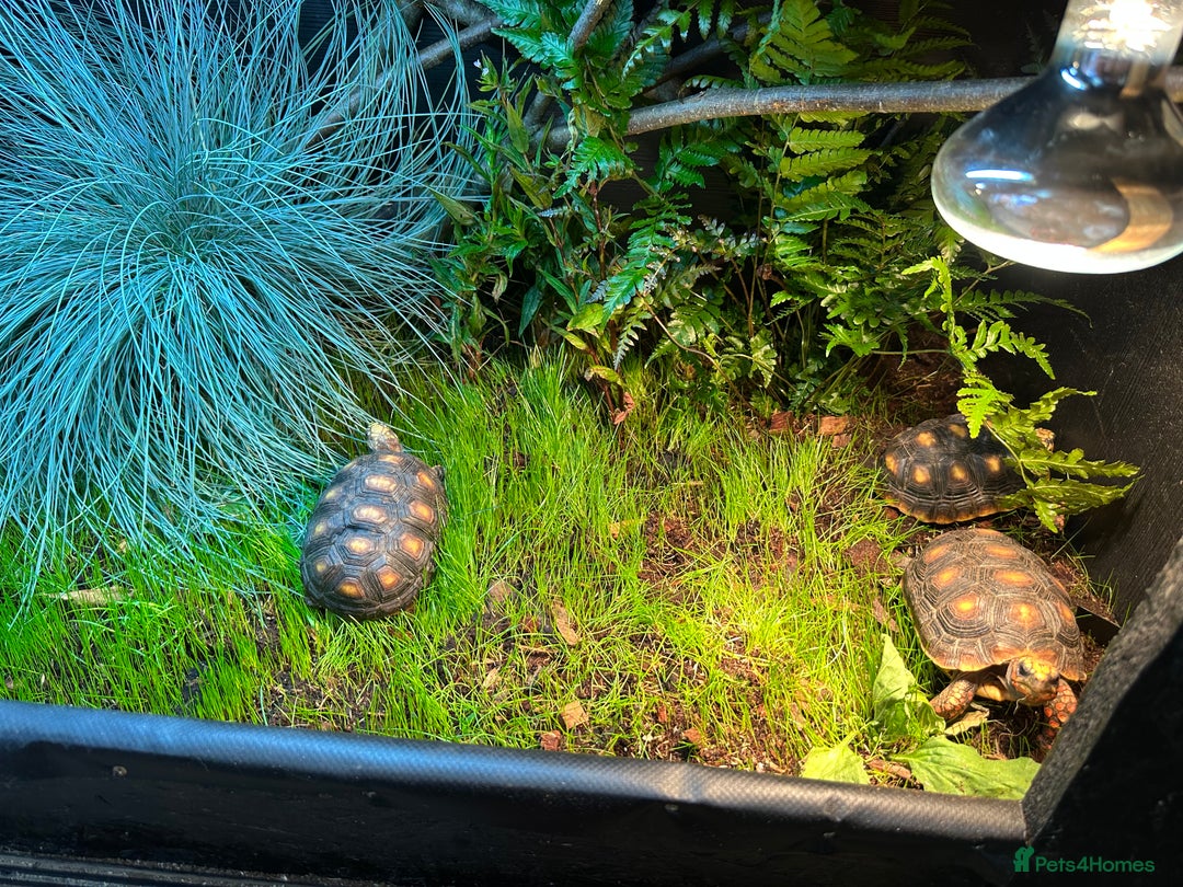 Tortoise reptiles for sale: Red footed tortoise  - Image 3