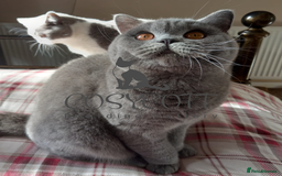 British Shorthair cats for sale: 100% Pedigree British Shorthair Kittens - Image 13