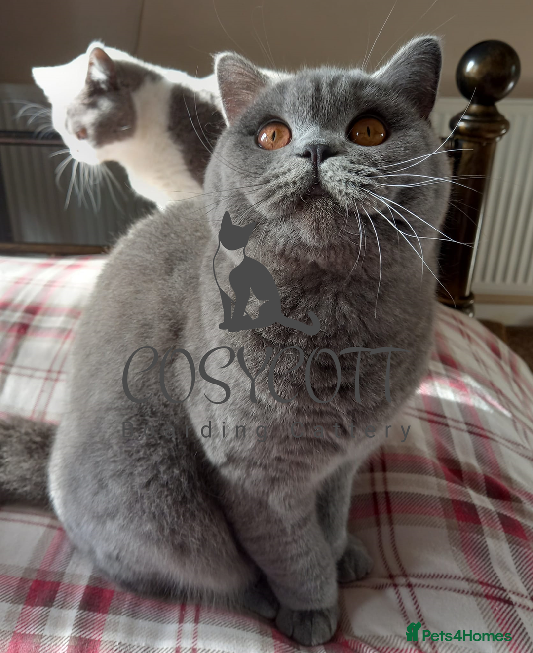 British Shorthair cats for sale: 100% Pedigree British Shorthair Kittens - Image 13