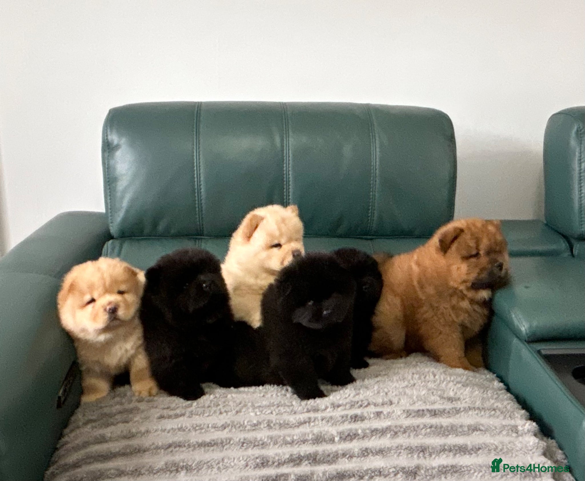 Chow Chow dogs for sale: Kc Registered chowchow pups - Advert 6