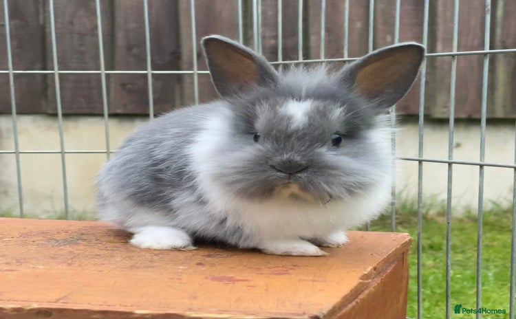 Mixed Breed rabbits - Advert 15