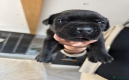 Cane Corso dogs for sale: Cane Corso puppies  - Image 4