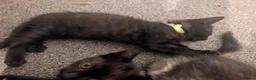 Mixed Breed cats for sale: 9 week old kittens looking for forever home in Ferryhill - Advert 8