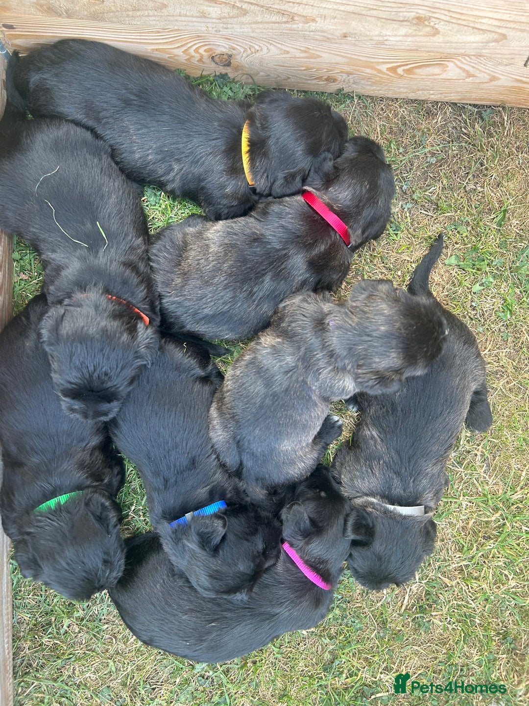 Glen of Imaal Terrier dogs for sale: Beautiful Glen of Imaal Terrier Puppies - Image 3