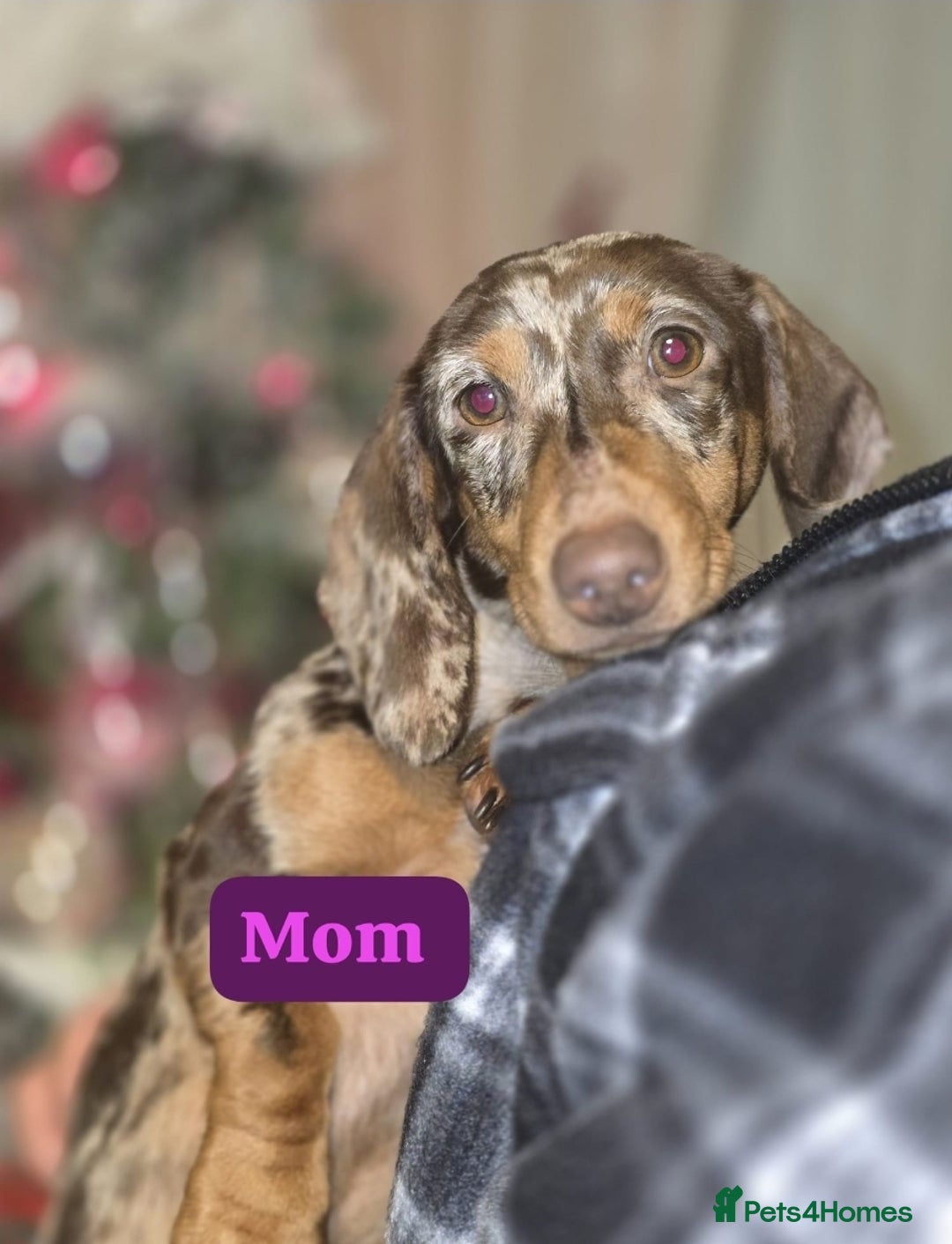 Miniature Dachshund dogs for sale: Top quality Mini short-haired dashhound, Isabella - Image 7