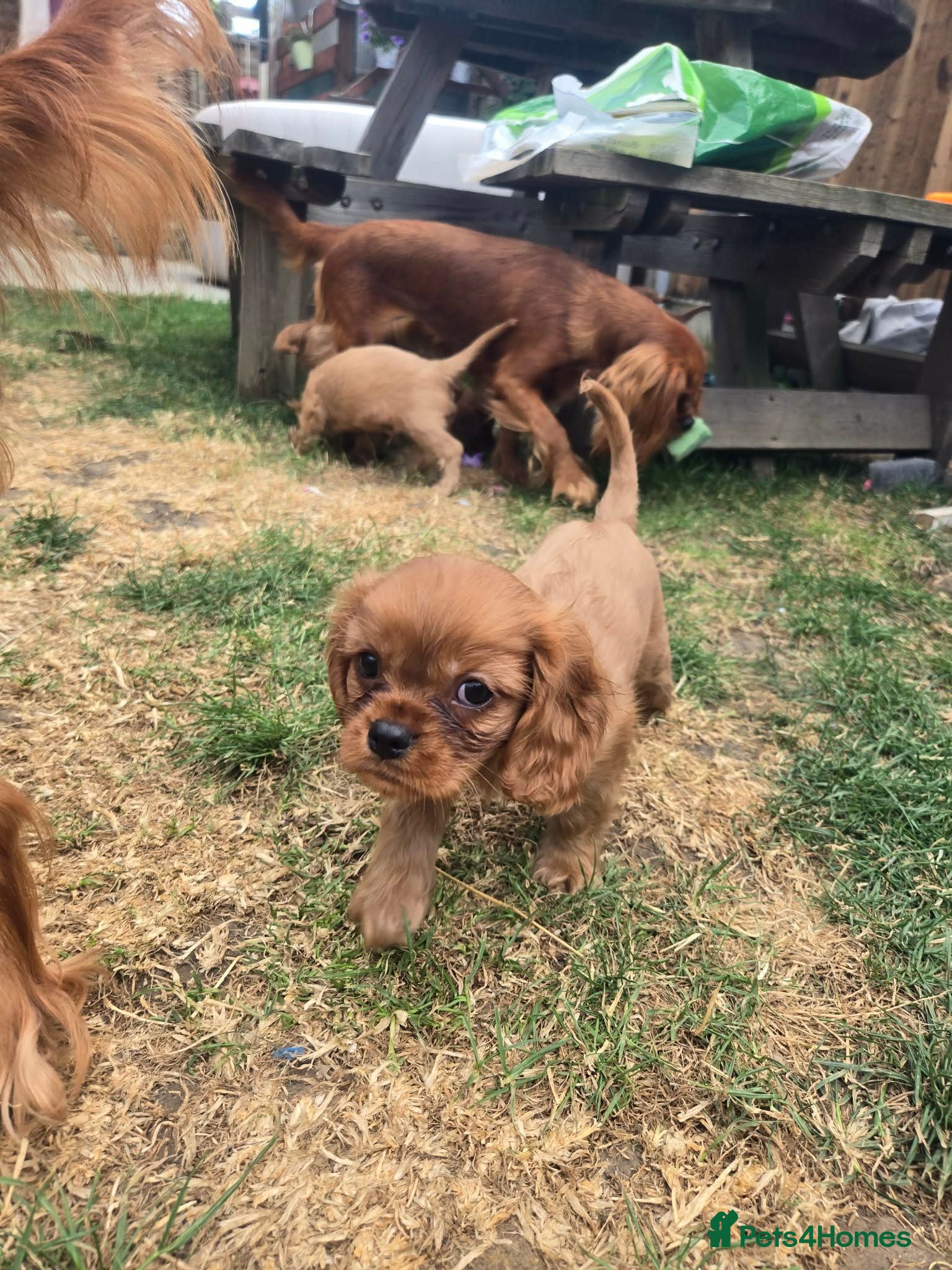 Cavalier King Charles Spaniel dogs Beautiful pups - Advert 2