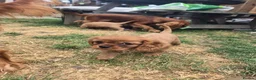 Cavalier King Charles Spaniel dogs for sale: Beautiful pups - Advert 16