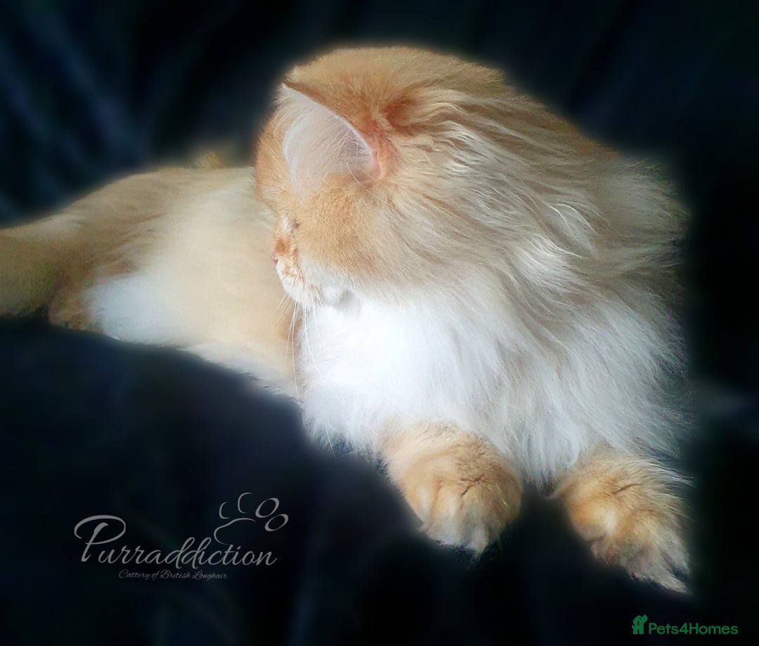 British Longhair cats for sale: Chocolate Golden Shaded Female  - Advert 3