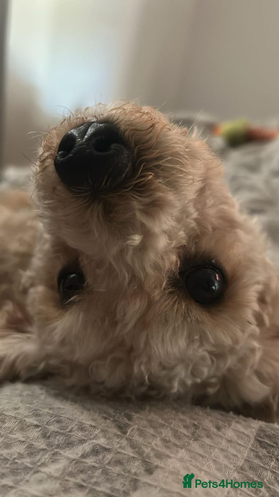 Cavapoochon dogs for sale: 🌟 Ready to leave 23rd Dec F1b cavapoochon puppies - Advert 18