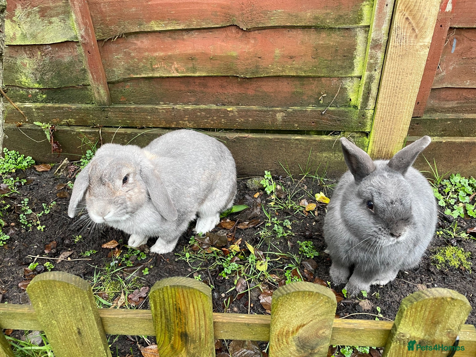Mixed Breed rabbits for sale: Two rabbits looking for a new home  - Advert 1