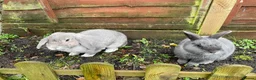 Mixed Breed rabbits for sale: Two rabbits looking for a new home  in St Albans - Advert 1