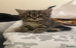 Mixed Breed cats for sale: Kitten available  - Image 7