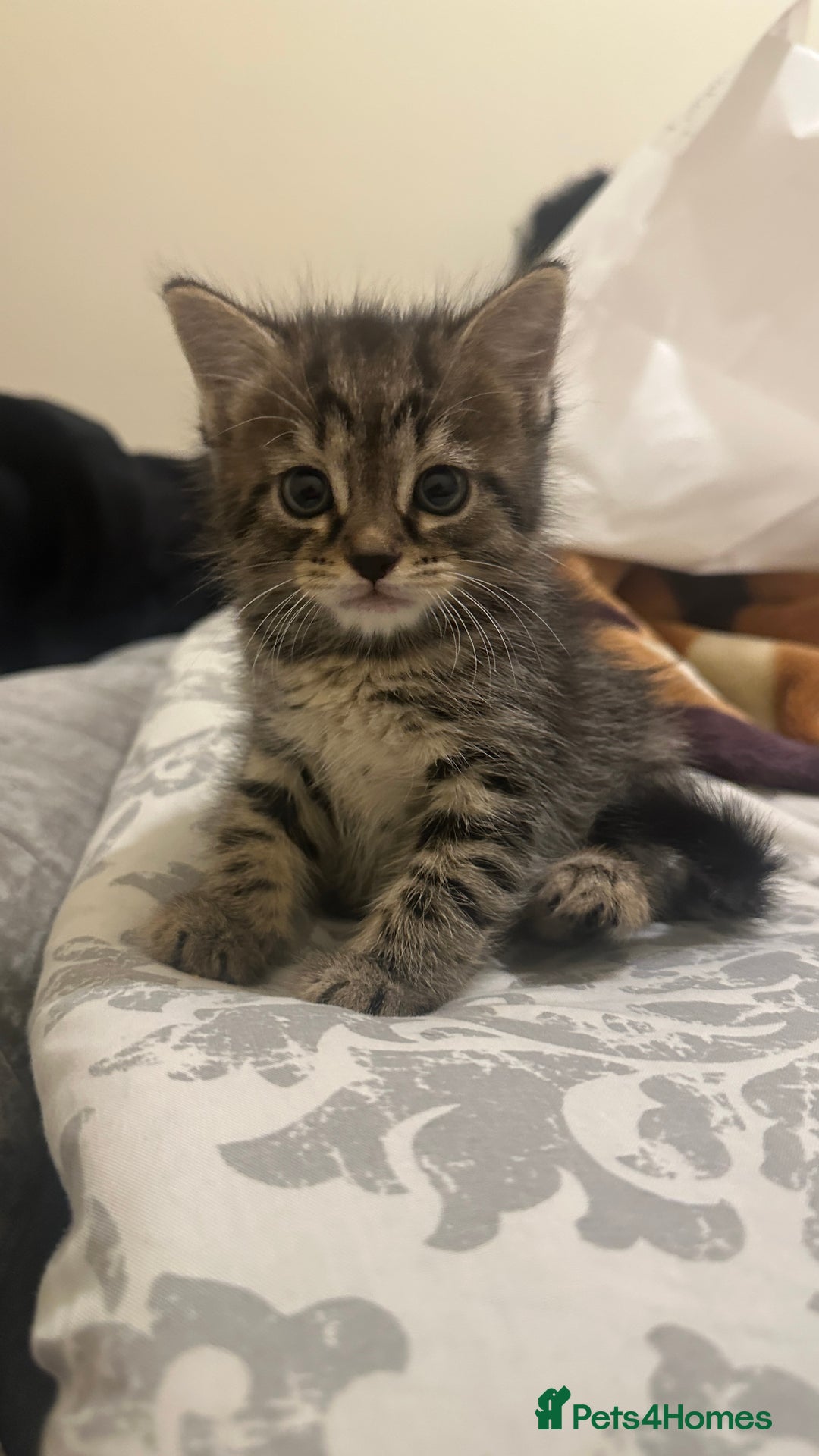 Mixed Breed cats for sale: Kitten available  - Image 7