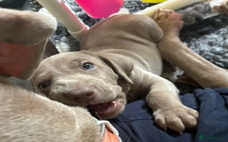 Weimaraner dogs for sale: 1 boy unexpectedly available from a super litter - Image 4