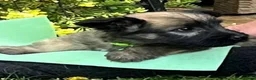 Skye Terrier dogs for sale: Exceptional Skye Terrier Puppies. Rare breed.  - Advert 2