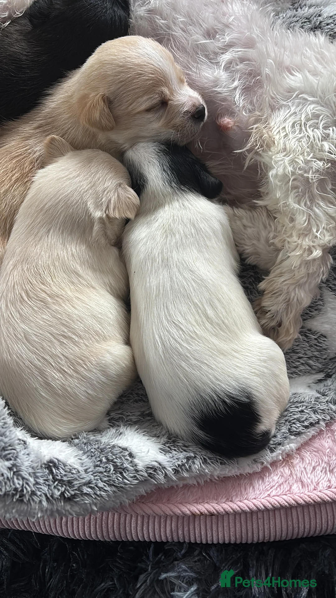 Mixed Breed dogs for sale: Maltijack - Advert 16