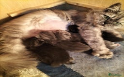 Siberian cats for sale: Male  - Image 3