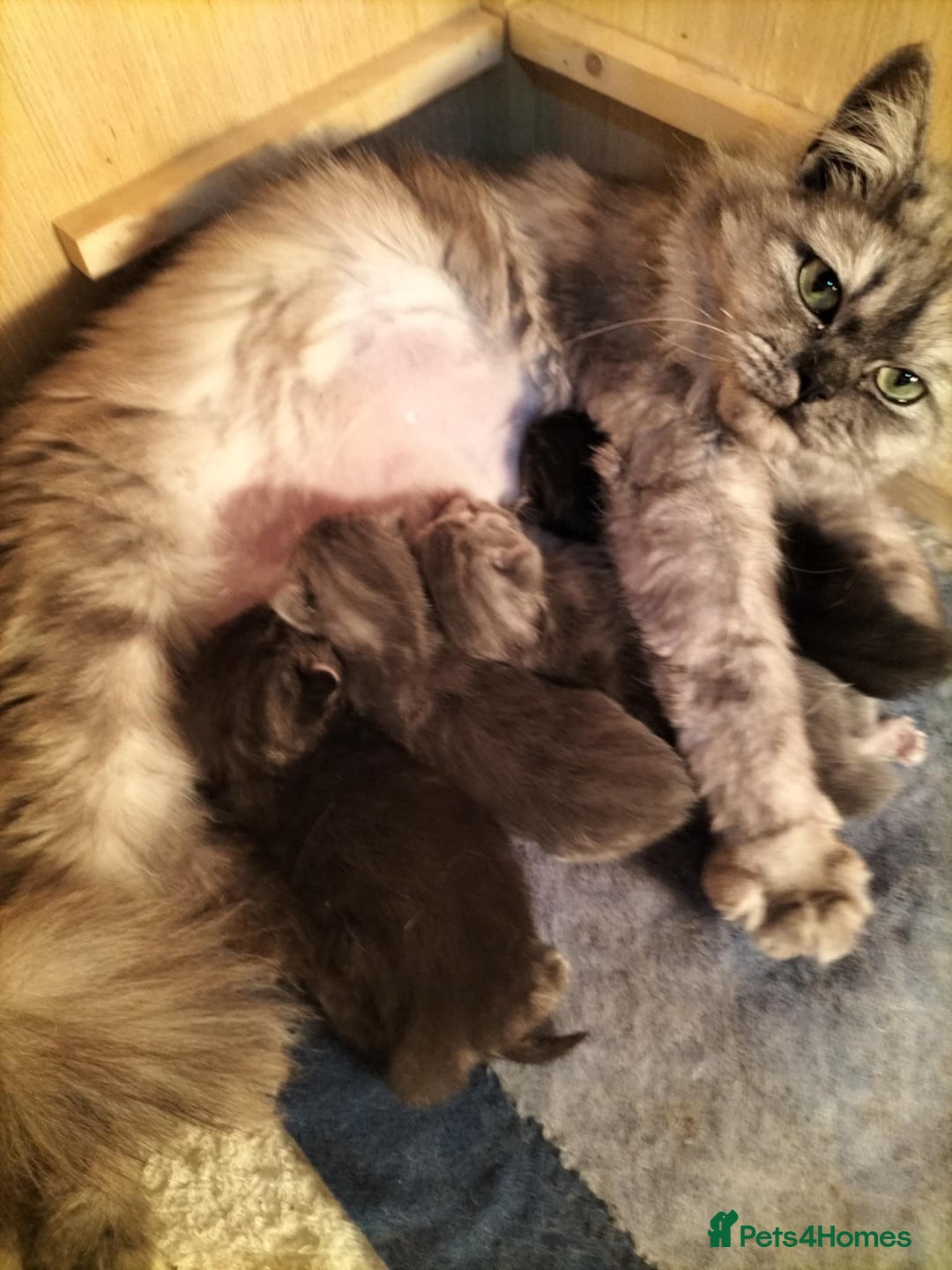Siberian cats for sale: Male  - Image 3