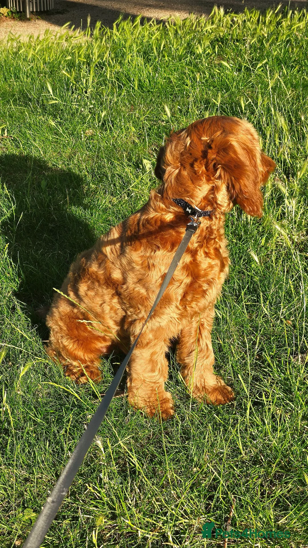 Cavapoo dogs for sale: Cavapoo  - Advert 2
