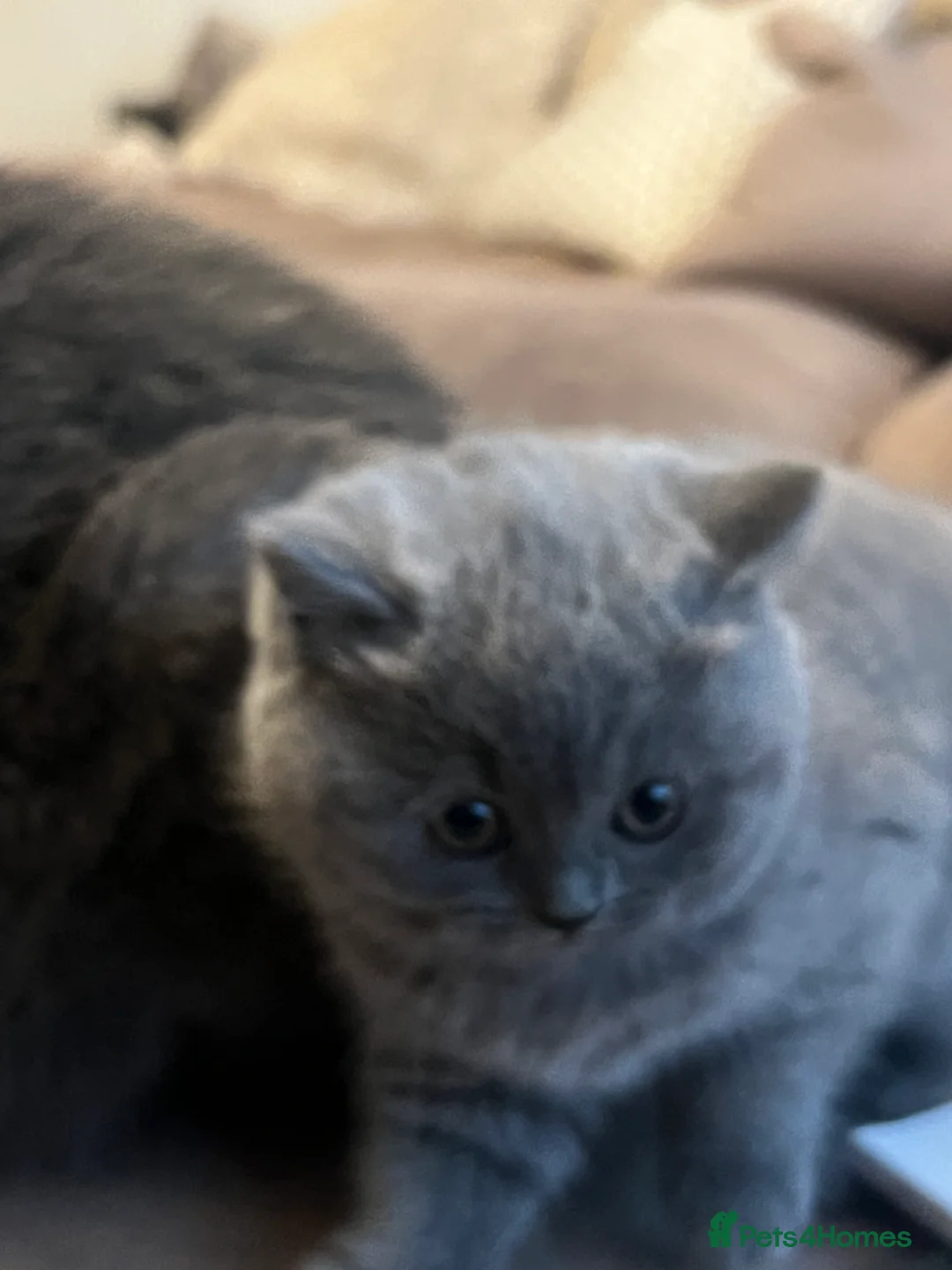 British Shorthair cats for sale: British Shorthair Kittens- ready on 14 Feb - Advert 7