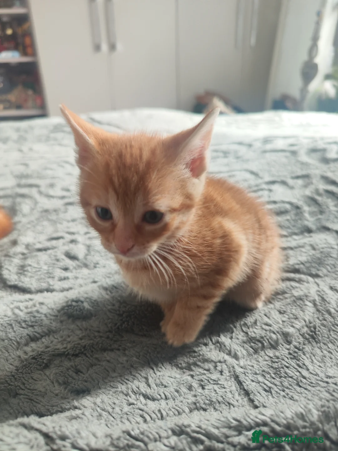 British Shorthair cats for sale: Female ginger kitten  - Advert 2