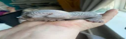 Sphynx cats for sale: Sphinx babies - Advert 18