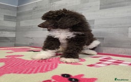 Standard Poodle dogs for stud: Brown & white parti standard poodle  - Image 17