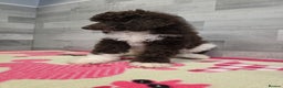Standard Poodle dogs for stud: Brown & white parti standard poodle  - Advert 17