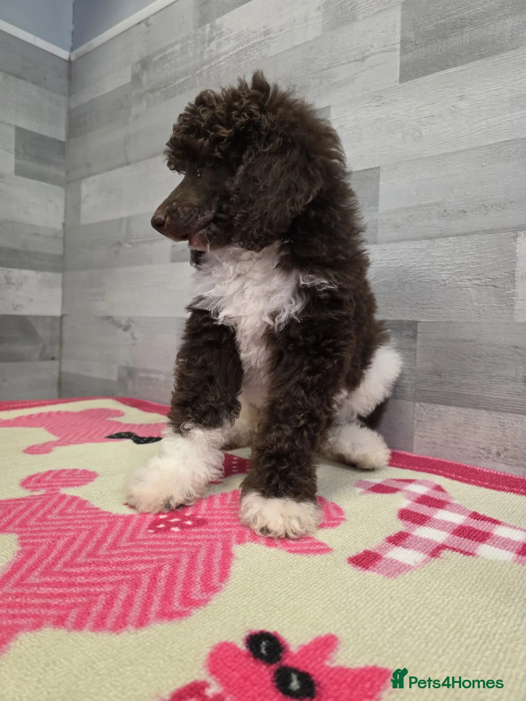 Standard Poodle dogs for stud: Brown & white parti standard poodle  - Advert 17