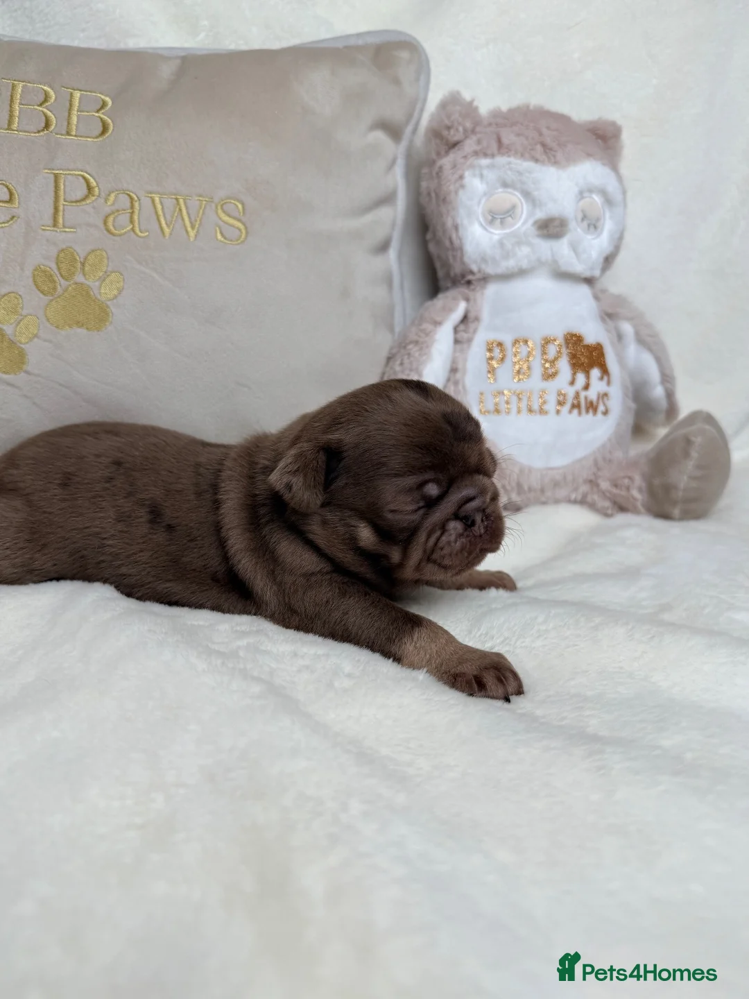 Pug dogs for sale: 3rd generation pugs health tested parents  - Advert 26