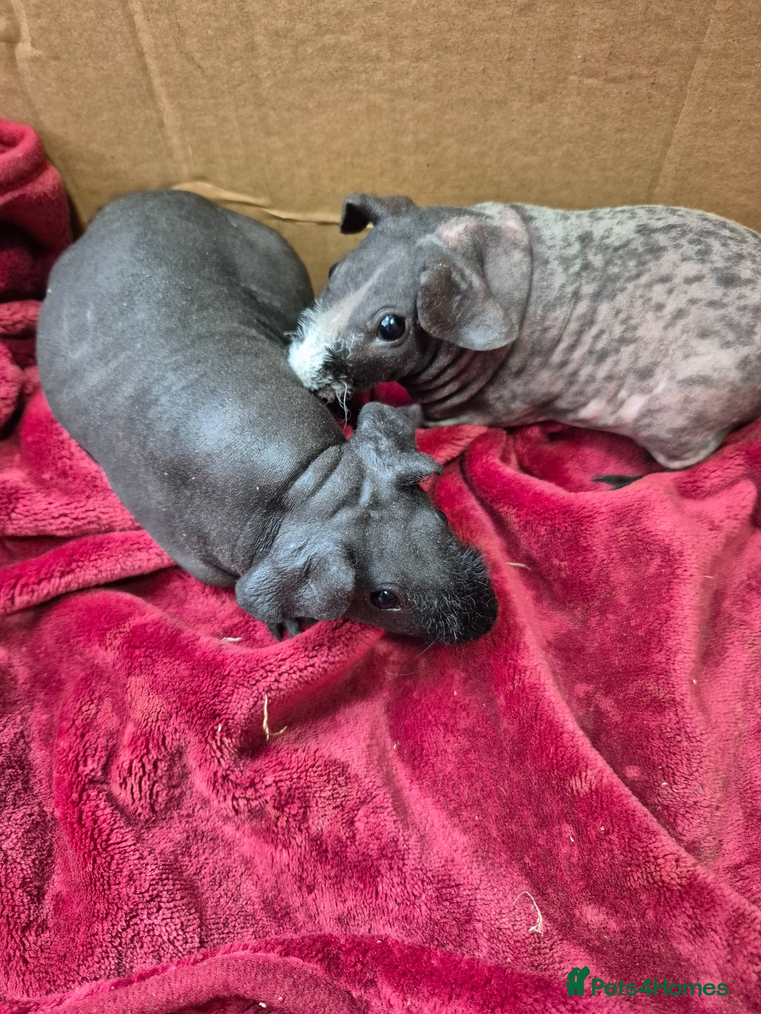 Guinea Pig rodents for sale: Pair of Baby Female Skinny Pigs For Sale  - Advert 7