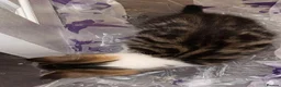 Mixed Breed cats for sale: 37 Warren Road in Stockport - Advert 7
