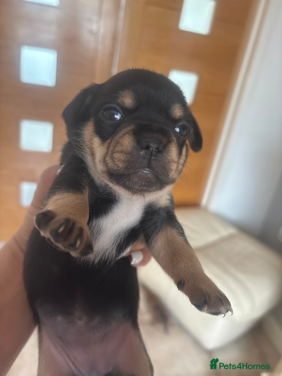 Mixed Breed dogs for sale: French billhuahua - Image 31