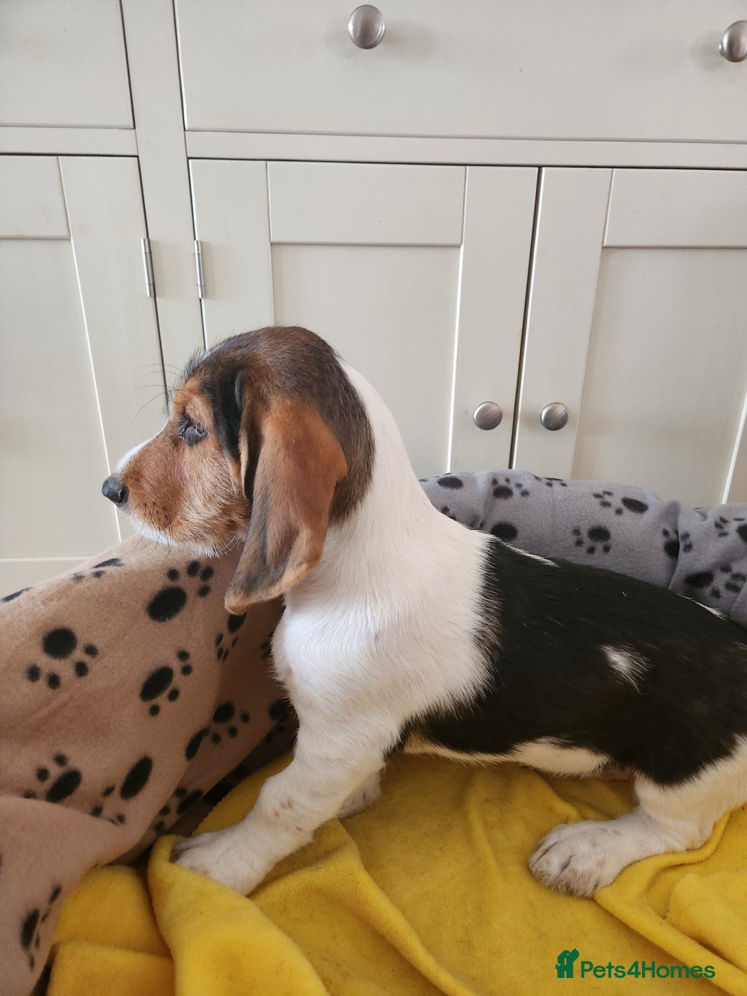 Basset Griffon Vendeen dogs for sale: Petite x English  - Advert 3