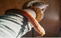 Corn Snake reptiles for sale: CB17 Carolina cornsnake and full set up - Image 6